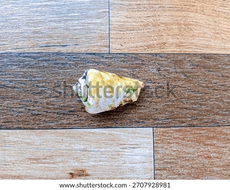 a single conical snail shell lying on a wood or laminate floor surface with a brown wood grain pattern