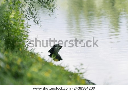 Single Coot bird cleaning feathers on a pond in park