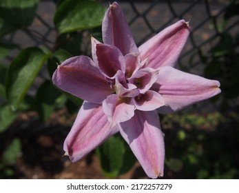 A Single Coral Clematis Flower