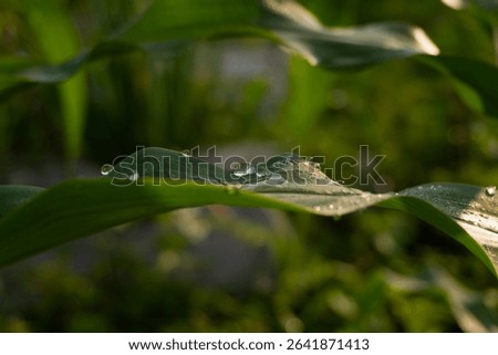Single corn leaf with morning dew featuring sharp detail and blurred green background taken on an eco-friendly farm used in agriculture promotions and environmental designs.