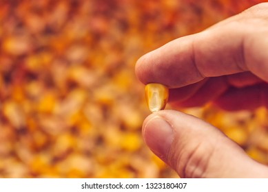 Single Corn Seed Kernel In Farmer's Hand, Close Up With Selective Focus