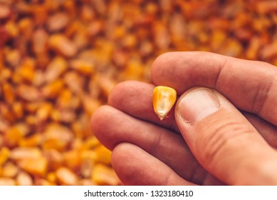 Single Corn Seed Kernel In Farmer's Hand, Close Up With Selective Focus