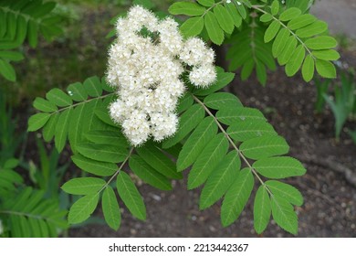 Single Corymb Of White Flowers Of European Rowan Tree In May