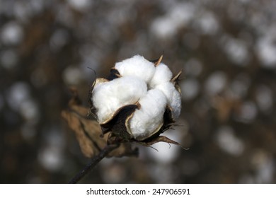 A Single Cotton Bud On A Cotton Field In Virginia, USA. 