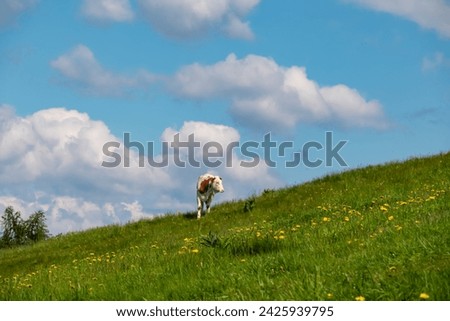 Single cow grazing on alpine pasture on Gerlitzen Alpe, Carinthia, Austria, Europe. Remote cattle farm in wilderness of Austrian Alps. Peaceful and serene atmosphere. Fresh alpine air. Escapism