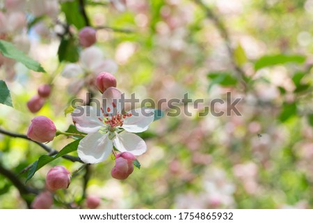A single crabapple blossom is highlighted against a background of a crabapple tree