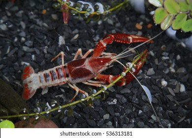 Single Crayfish.