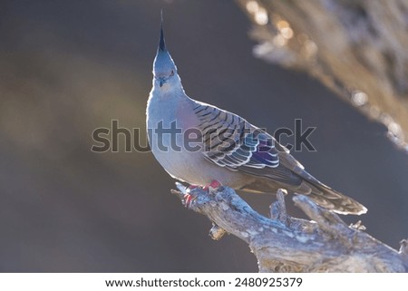 Single Crested Pidgeon (Ocyphaps lophotes) beautifully backlit and showing the bright colours of its bronzed wings while perched looking straight at camera.