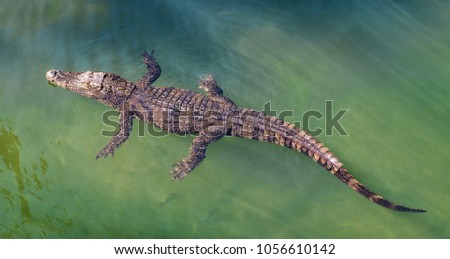 Single crocodile floating in water