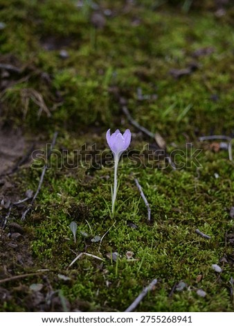 A single crocus on a forest floor