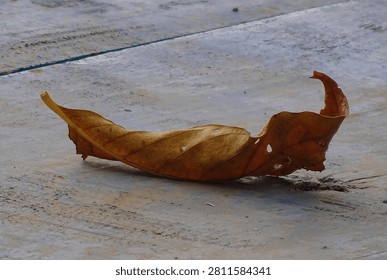 A single, curled dry brown leaf shaped like a small boat, resting on a rustic, weathered light blue wooden surface.