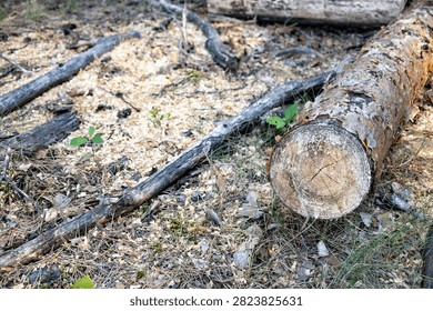 A single cut pine log lying outdoors on dry forest soil covered with wood sawdust and pine needles with green trees in the background during daytime.