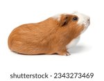 Single cute guinea Pig isolated on white background close up looking up