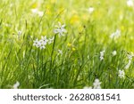 A single daffodil with bright yellow petals and a trumpet-shaped corona, standing gracefully against a soft blurred background—symbol of spring and renewal.