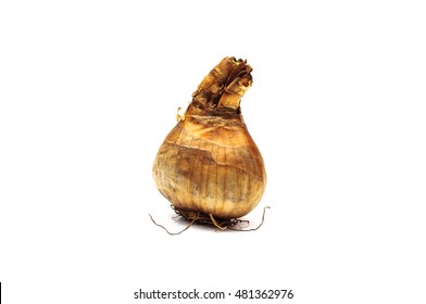 A Single Daffodil Bulb On A White Background