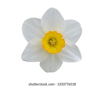 Single Daffodil Head Isolated White Background Stock Photo 1333776518 ...