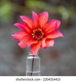 Single Dahlia Waltzing Matilda In A Vase