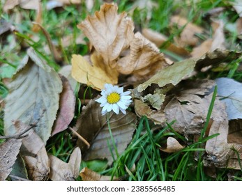 single daisy in field surrounded by dry autumn leaves. yellow flower.