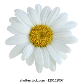 Single Daisy Flower Isolated On White Stock Photo 120162007 | Shutterstock