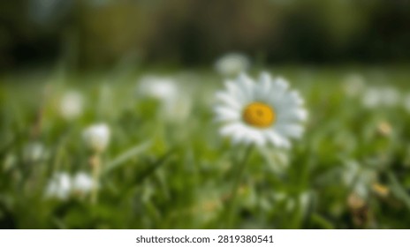 A single daisy flower in sharp focus stands out against a blurred green meadow, showcasing its delicate petals and yellow center.