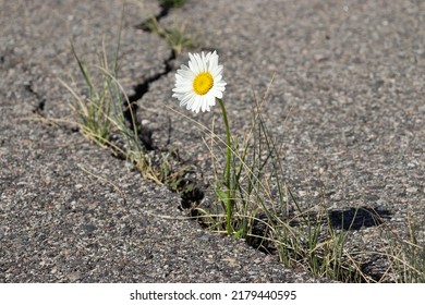 A Single Daisy Flower With White Petals Growing Out Of A Crack In The Pavement. 