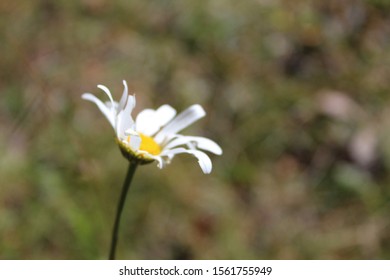 Single Daisy in the Forest