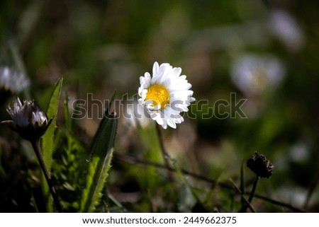 Single daisy on blurred background. Flower with white petals. Camomile. Spring colors idea concept. Horizontal photo. No people, nobody. Nature. Wallpaper. Daisy. Bloom, blossom. Close-up. Plant. 