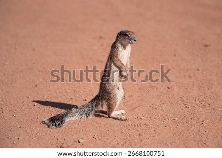 A single Damara Ground Squirrel (Xerus princeps). Photographed in Namibia.