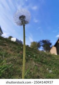 A single dandelion in the backyard