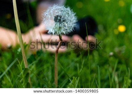 Similar – Image, Stock Photo Photograph flowers Woman