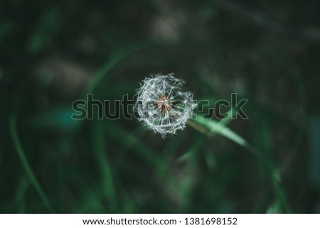 Similar – Foto Bild Nahaufnahme einer Fliederblüte von Globularia alypum mit Sonnenuntergangslicht in der Natur