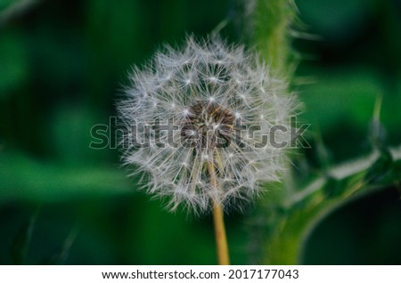 Single dandelion with darkgreen background. 
