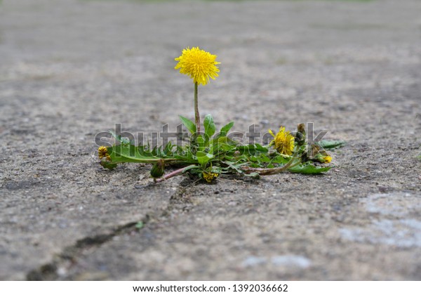 1,861 Dandelion Concrete Images, Stock Photos & Vectors | Shutterstock