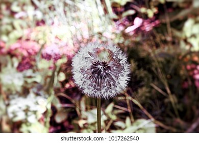 single dandelion in forest