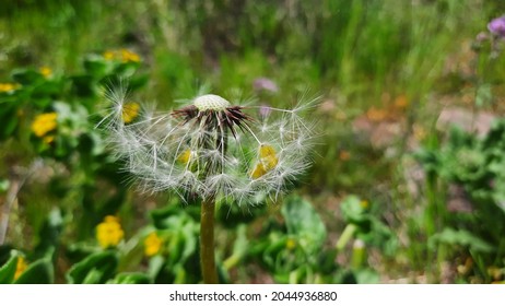 Single Dandelion In Mountain (jolfa,iran)