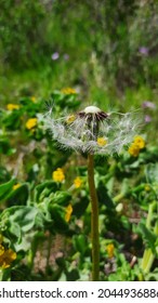 Single Dandelion In Mountain (jolfa,iran)