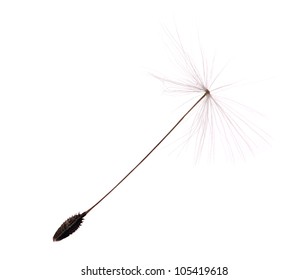 Single Dandelion Seed Isolated On White Background