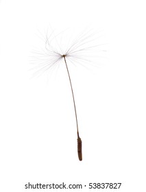 Single Dandelion Seed Isolated On White Background