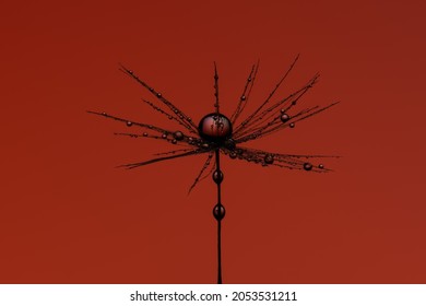 A Single Dandelion Seed With Many Water Drops.