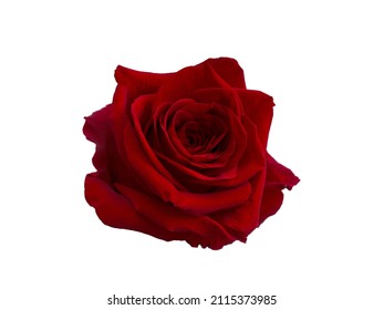 Single Dark Red Rose On White Stock Photo 2115373985 | Shutterstock