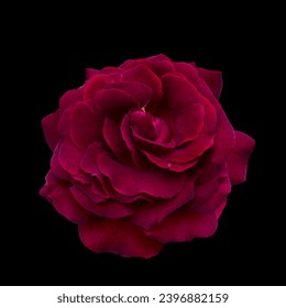 Una rosa roja oscura