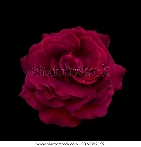 Single Dark red rose is on black background. Detail for creating a collage