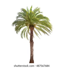 Single Date Palm Tree Isolated On White Background