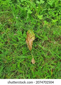 a single dead leaf on grass