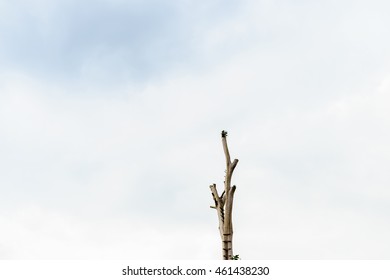 Single Dead Tree Against White Cloud And Blue Sky.