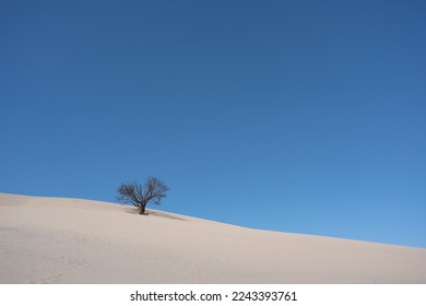 A single dead tree on sand dunes under a blue sky.