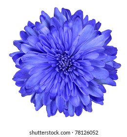 Single Deep Blue Chrysanthemum Flower Isolated Over White Background. Beautiful Dahlia Flowerhead Macro