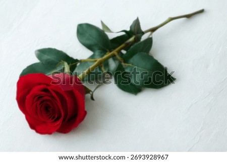 A single, deep red rose with vibrant green leaves lies on a plain white surface, showcasing its delicate petals and stem.