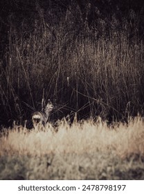 Single deer in a clearing
