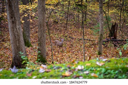 Single deer looking at the camera in the falls woods of west Virginia. 